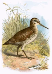 Woodcock