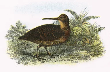 Woodcock