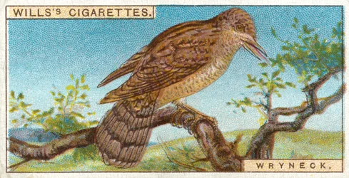 Wryneck