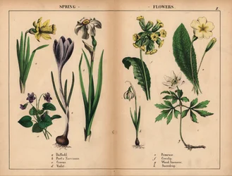 Yellow daffodil, white poet
