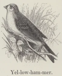 Yellowhammer