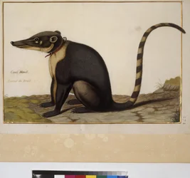 Full page: animal study, c.1650-75