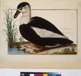 Animal Study, c.1650-75