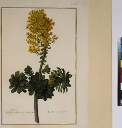Full page: plant study, c.1650-75