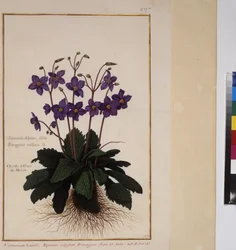 Full page: plant study, c.1650-75
