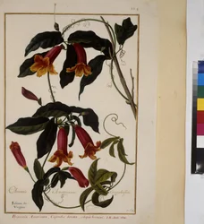 Full page: plant study, c.1650-75
