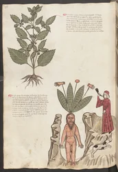 Full Page: Text and Miniatures: "Mercurela"