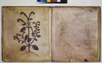 Two Full Pages: Plant Study with Inscription