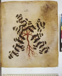 Dioscorides Herbarium: Plant Study and Inscription