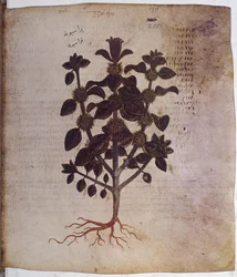 Dioscorides Herbarium: Marrubium Vulgare