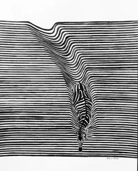 Zebra Optical Illusion
