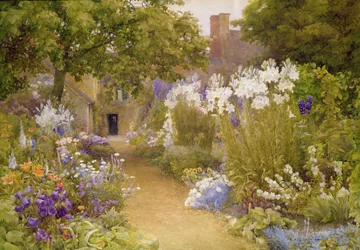 Madonna Lilies