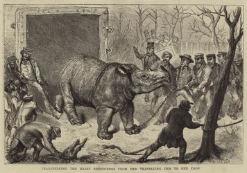 Transferring the Hairy Rhinoceros from her Travelling Den to her Cage
