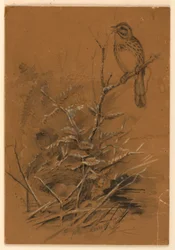 Song Sparrow