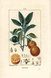 Orange, Citrus Aurantium