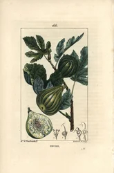 Botanical Board: Fig Tree Branch with Figs
