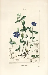 Lesser Periwinkle, Vinca Minor
