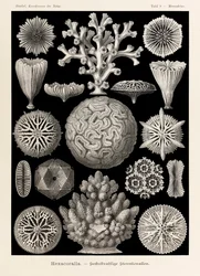 Plate 9, Maeandrina Hexacoralla, from 