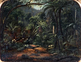 Ferntree Gully in the Dandenong Ranges
