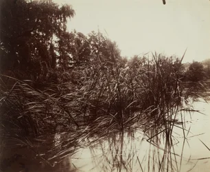 Reeds, Pond at Plessis-Piquet