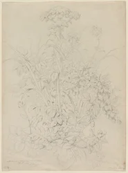 Plant Study
