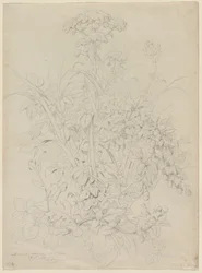 Plant Study