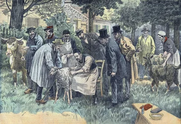 Louis Pasteur (1822-1895), French biologist, successfully experimented in Pouilly-le-Fort at the request of the Melun Agricultural Society, his anthrax virus on a herd of sheep, cows and goats. Drawing by Damblans