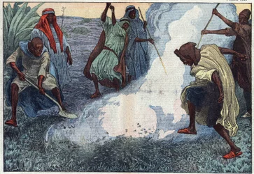 The destruction of grasshoppers in Algeria: the Arabs burn them amid cries and imprecations. Illustration of Damblans. In “Le Pelerin” of July 4