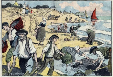 The inhabitants of the Thouais coastline harvesting mussels (illustration of Damblans in 