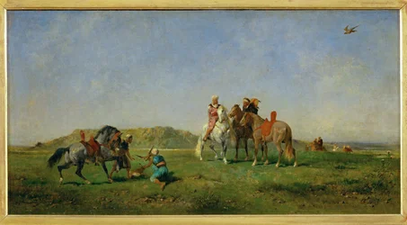 Hunting with Falcons in Algeria