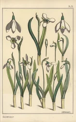Botanical Illustration of a Snowdrop, Galanthus nivalis