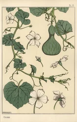 Botanical Illustration of the Gourd