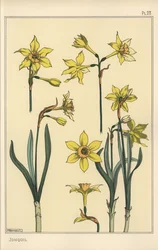 Botanical illustration of the jonquil, Narcissus jonquilla, showing parts of flower