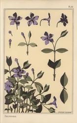 Periwinkle botanical study