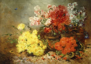Daisies, Begonia, and Other Flowers in Pots