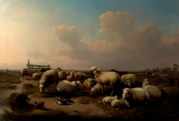 The Sheep