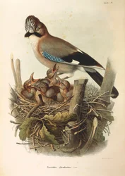 Illustration from Eugenio Bettoni