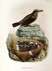 Illustration from Eugenio Bettoni