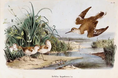 Representation of the Common Sandpiper (Actitis hypoleuca)