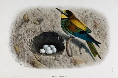 Representation of the European Bee-eater (Merops apiaster)