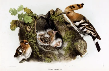 Representation of the Hoopoe (Upupa epops)