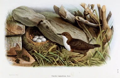 Representation of the Dipper (Cinclus aquaticus)
