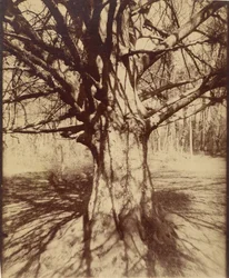 Beech Tree
