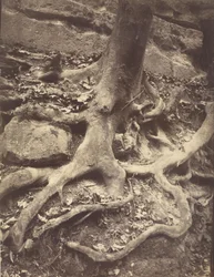 Tree Roots, Saint-Cloud