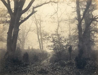 Fontainebleau Forest
