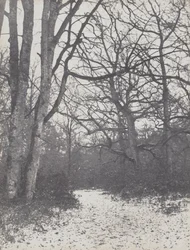 Road in the Forest