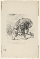 Lion Standing