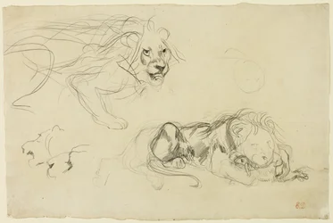 Studies of Lions
