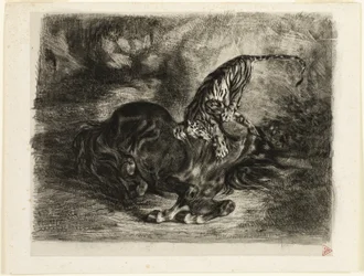 Wild Horse Brought Down by a Tiger