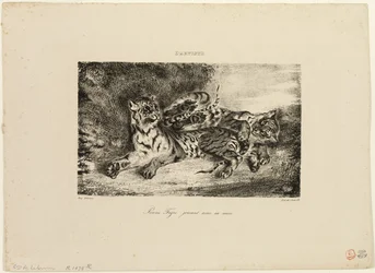 Young Tiger Playing with Its Mother